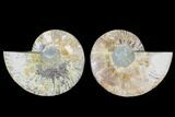 Cut & Polished Ammonite Fossil - Agatized #88429-1